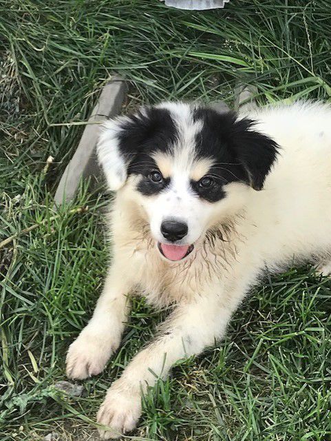 Mika